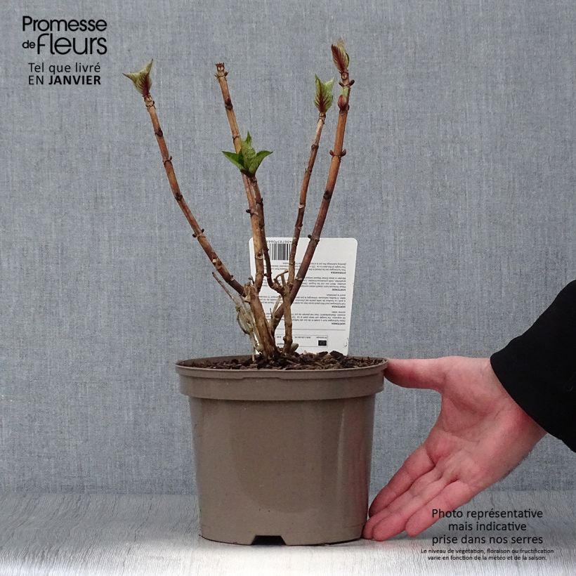 Example of Hortensia macrophylla Teller Blue Pot van 2 l/3 l as you get in hiver