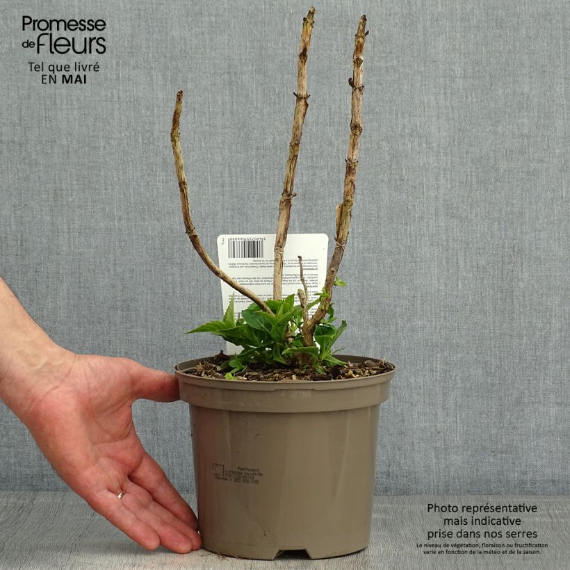 Exemplaar van Schermhortensia Teller Blue - Schermhortensia Pot van 2 l/3 l zoals geleverd in de lente