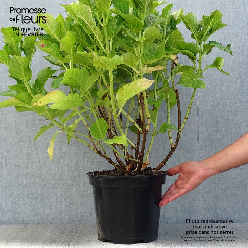 Exemplaar van Schermhortensia Teller Blue - Schermhortensia Pot van 7,5 l/10 l zoals geleverd in de herfst
