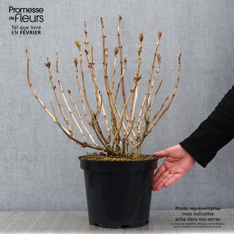 Example of Hortensia macrophylla Teller Blue Pot van 7,5 l/10 l as you get in hiver