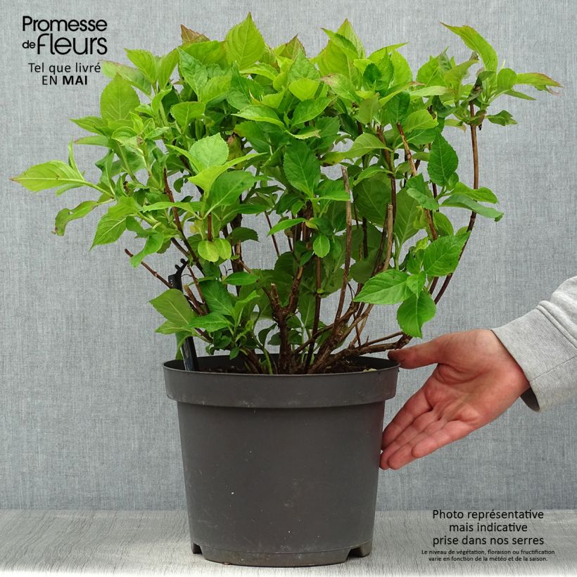 Exemplaar van Schermhortensia Teller Blue - Schermhortensia Pot van 7,5 l/10 l zoals geleverd in de lente