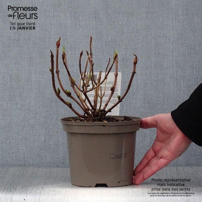 Example of Hydrangea macrophylla Teller Red -  - Schermhortensia Pot van 2 l/3 l as you get in hiver