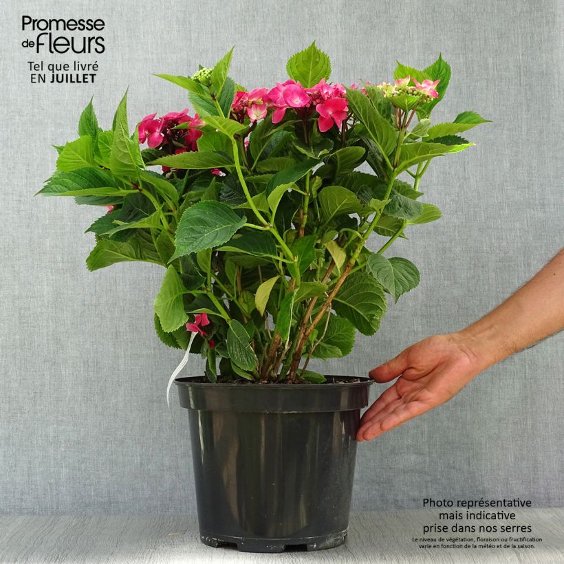 Exemplaar van Hydrangea macrophylla Teller Red -  - Schermhortensia Pot van 7,5 l/10 l zoals geleverd in de zomer