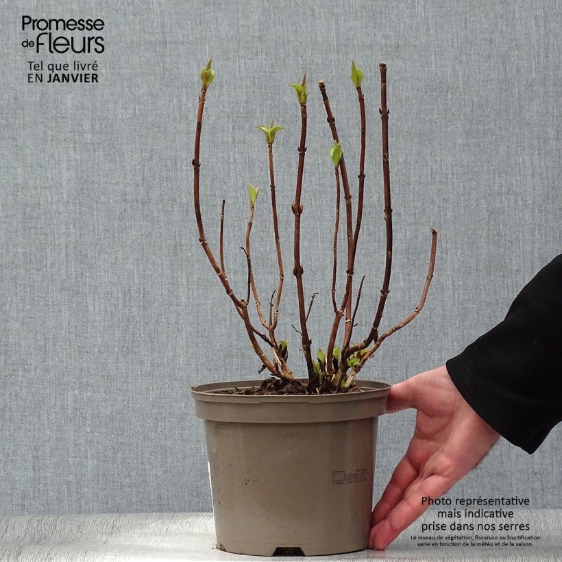 Example of Schermhortensia White Wave - Schermhortensia Pot van 2 l/3 l as you get in hiver