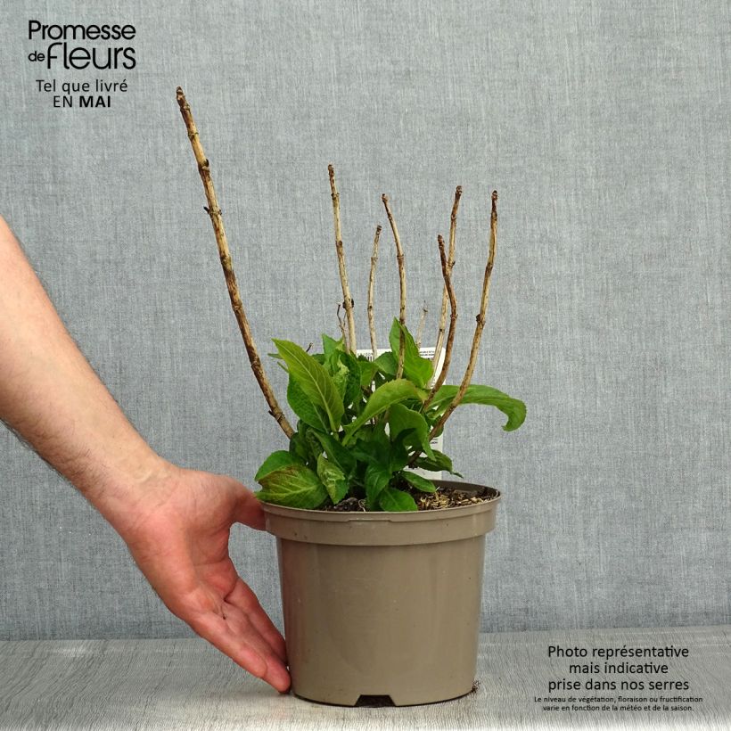 Exemplaar van Schermhortensia White Wave - Schermhortensia Pot van 2 l/3 l zoals geleverd in de lente