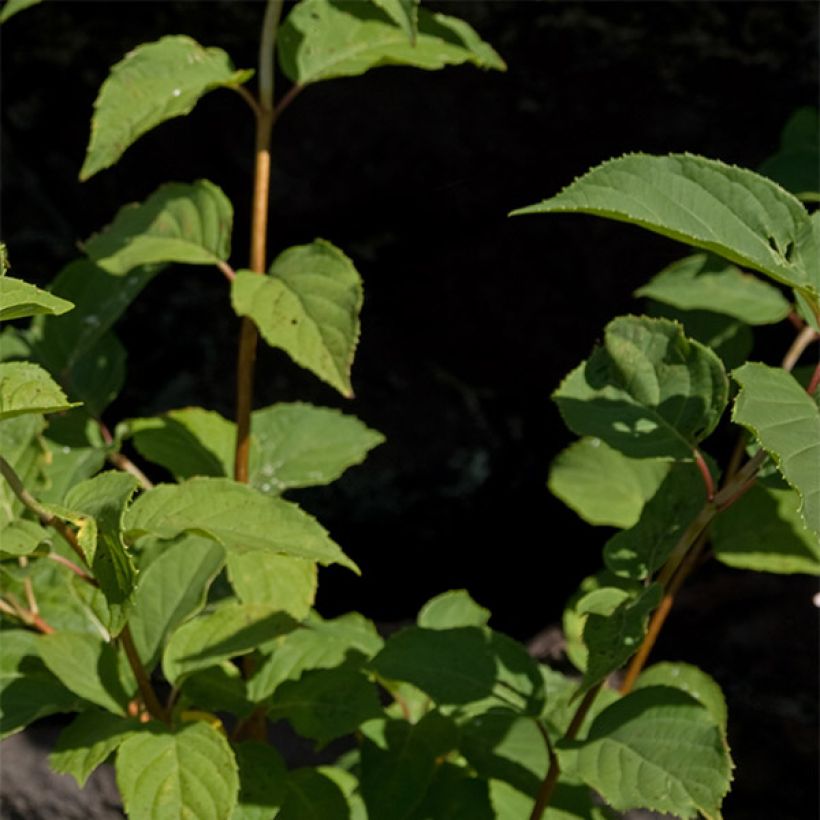 Hydrangea paniculata Burgondy Lace - Pluimhortensia (Blad)