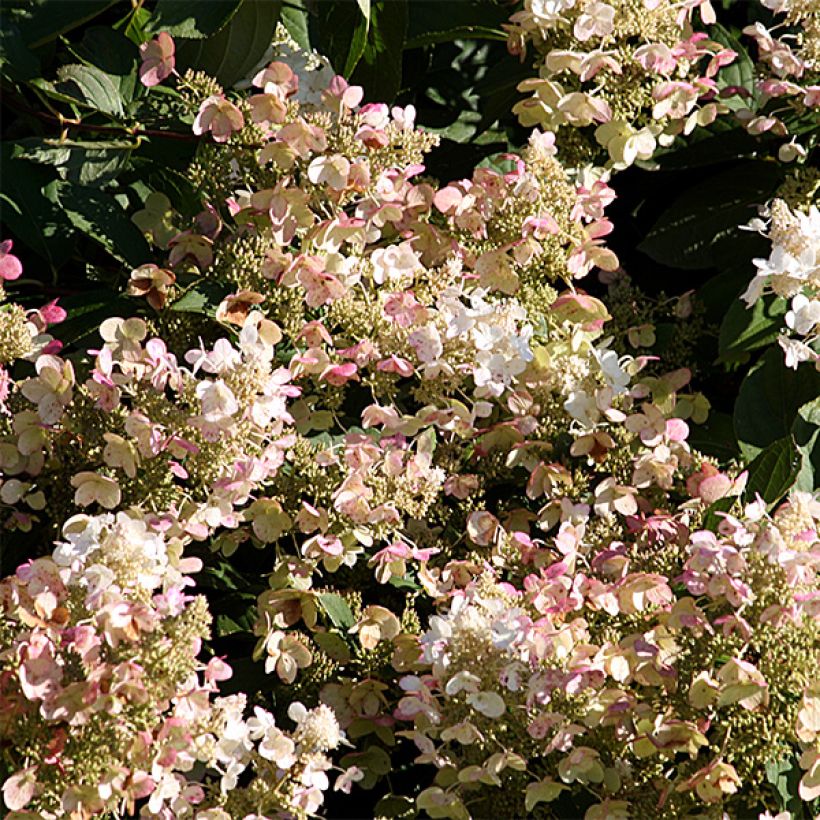Hydrangea paniculata Burgondy Lace - Pluimhortensia (Bloei)