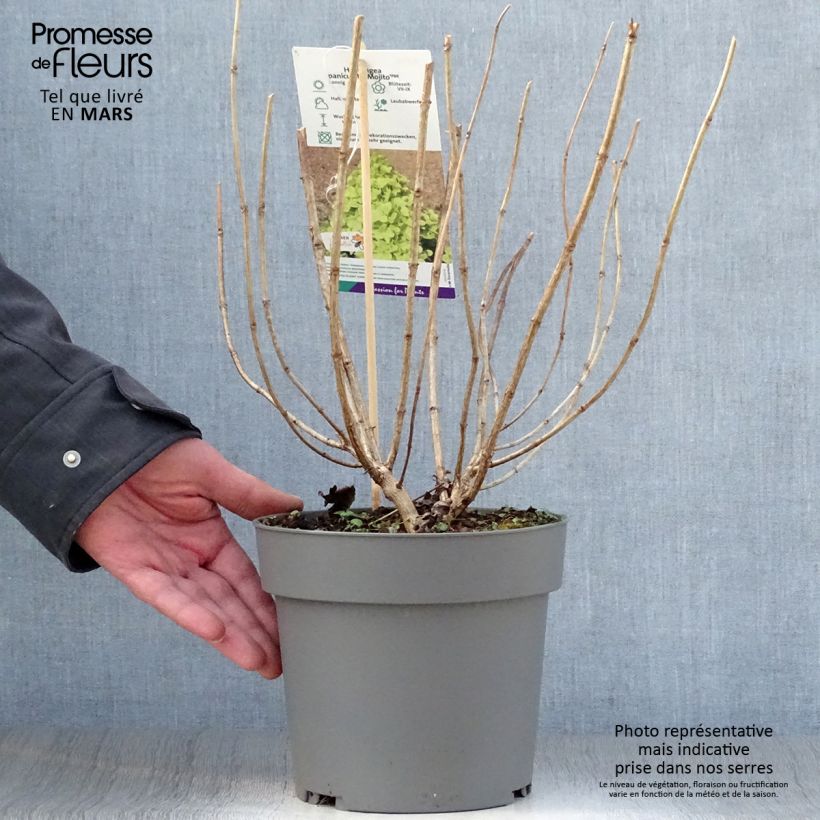 Exemplaar van Hydrangea paniculata Mojito - Pluimhortensia Pot van 3 l/4 l zoals geleverd in de lente