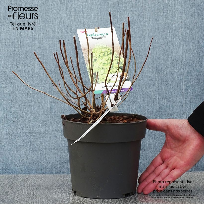 Example of Hydrangea paniculata Mojito - Pluimhortensia Pot van 3 l/4 l as you get in hiver