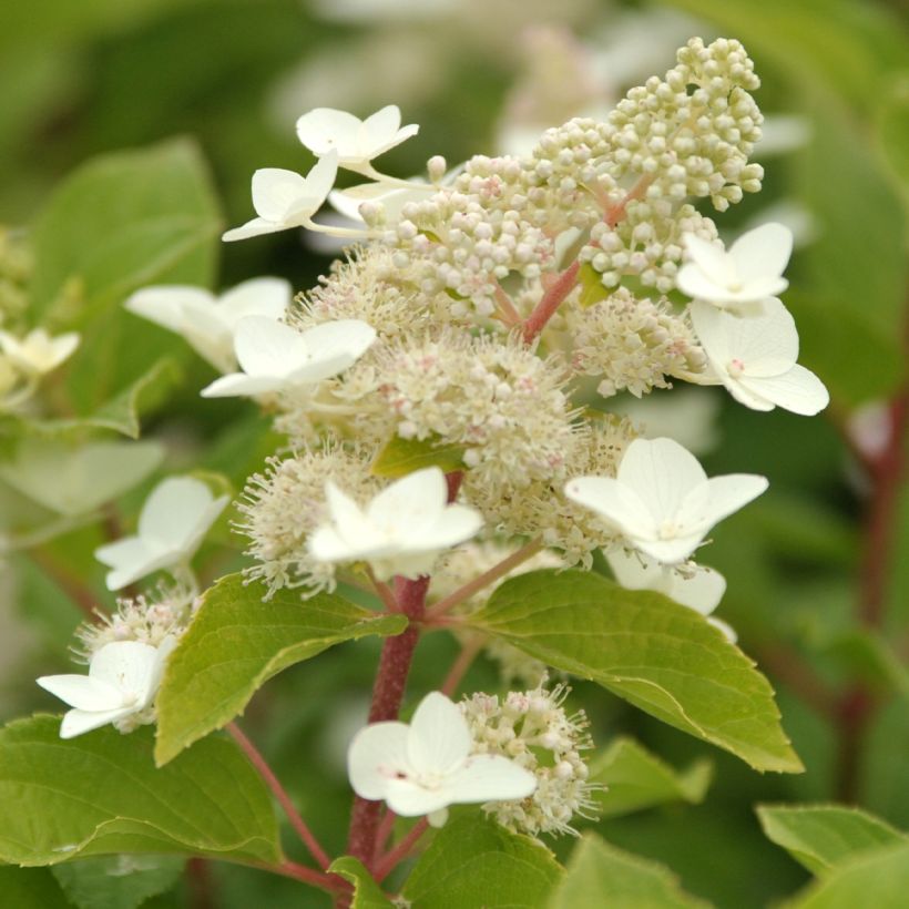 Hydrangea paniculata Tardiva - Pluimhortensia (Flowering)