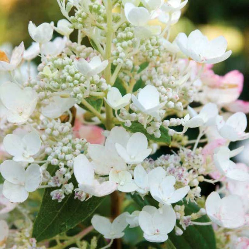 Hydrangea paniculata Tickled Pink - pluimhortensia (Flowering)