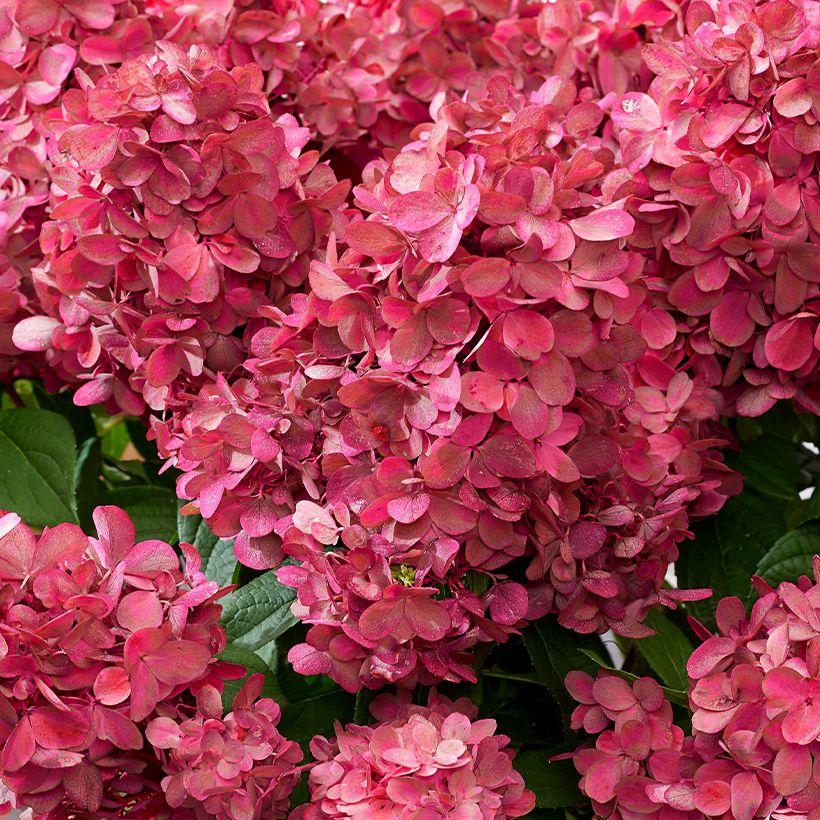 Hydrangea paniculata Bloody Marie - Pluimhortensia (Flowering)