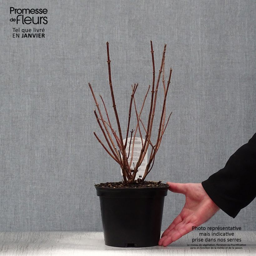 Example of Hydrangea paniculata Dharuma - Hortensia paniculé Pot van 2 l/3 l as you get in hiver