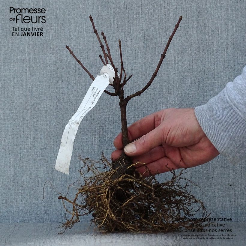 Example of Hydrangea paniculata Early Harry- Hortensia paniculé Naakte wortel as you get in hiver