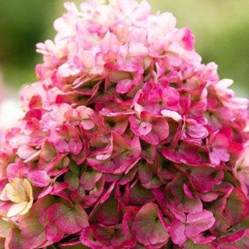 Hydrangea paniculata Living Pinky Promise - Pluimhortensia (Flowering)