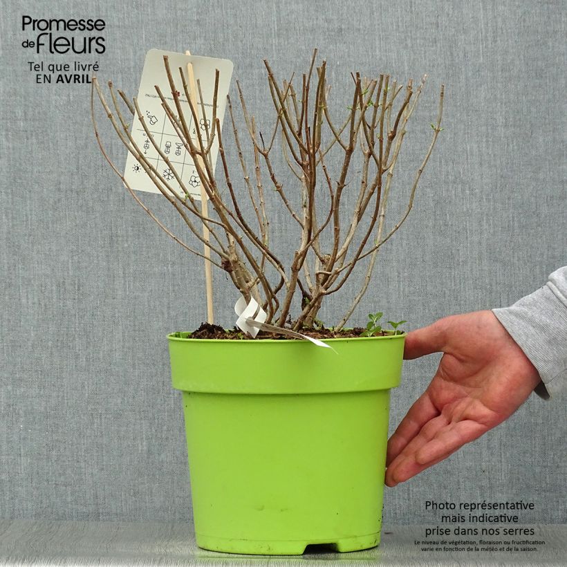 Exemplaar van Hydrangea paniculata Pandora - Pluimhortensia Pot van 6 l/7 l zoals geleverd in de lente