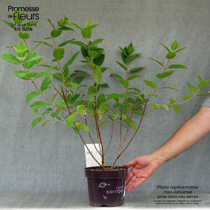 Exemplaar van Hydrangea paniculata Tickled Pink - pluimhortensia Pot van 2 l/3 l zoals geleverd in de zomer