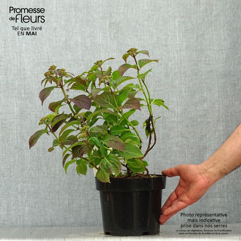 Exemplaar van Hydrangea serrata MAGIC SEDUCTION Annie's Blue - Berghortensia Pot van 2 l/3 l zoals geleverd in de lente