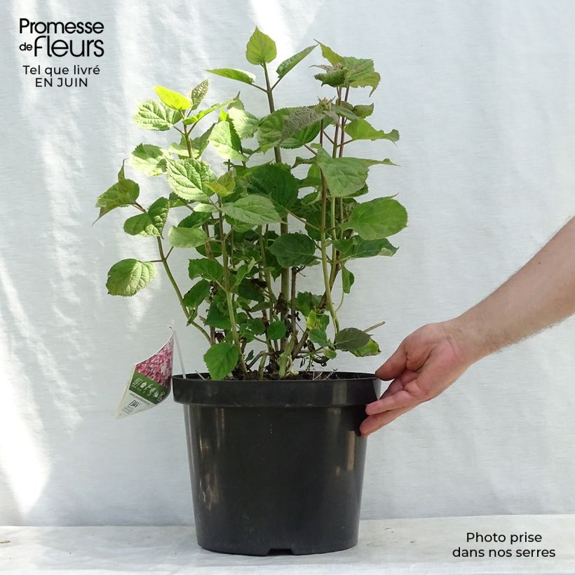Exemplaar van Hydrangea arborescens Sweet Annabelle - sneeuwballenhortensia Pot van 7,5 l/10 l zoals geleverd in de zomer