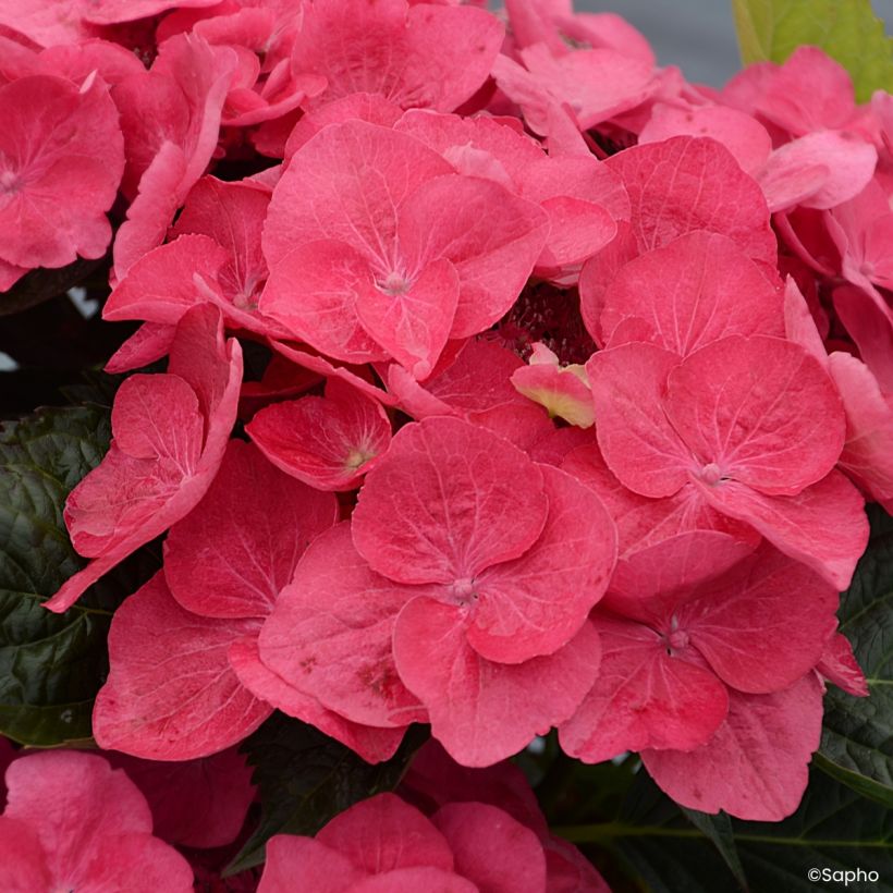 Hydrangea macrophylla Dolce Fragola - Bolhortensia (Bloei)
