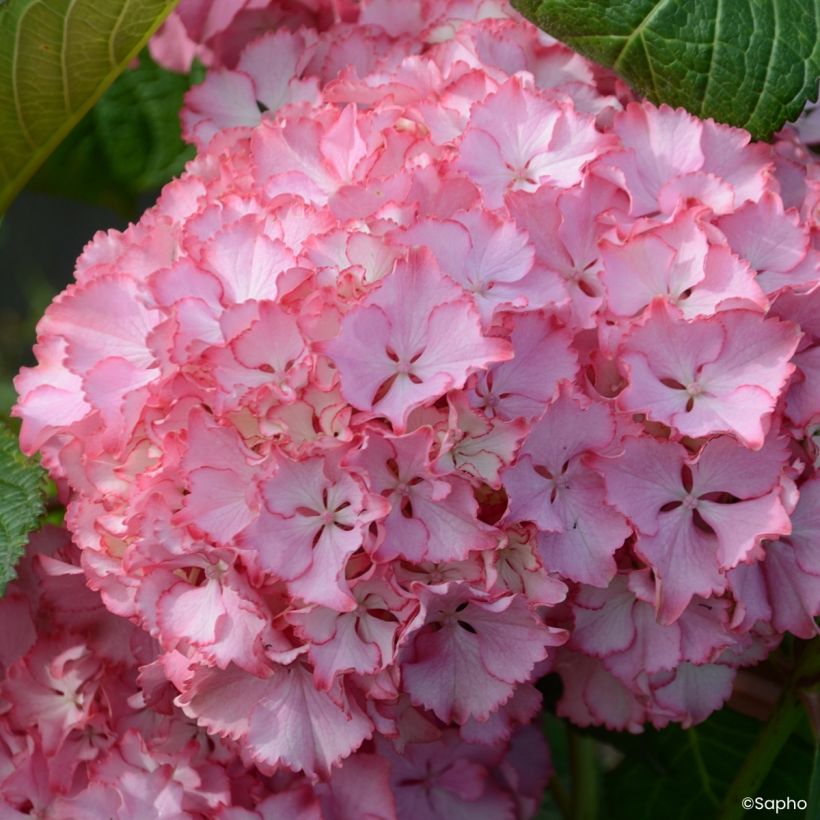 Hydrangea macrophylla So Long Sunny - Bolhortensia (Bloei)
