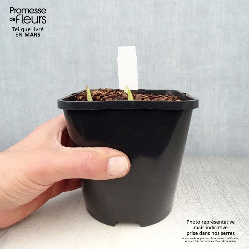 Exemplaar van Hosta Adorable - Hartlelie Pot van 1,5 l/2 l zoals geleverd in de lente