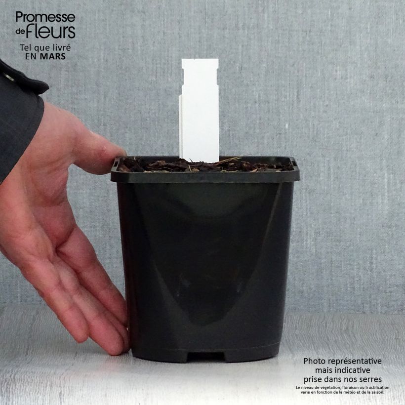 Exemplaar van Hosta Alligator Alley - Hartlelie Pot van 1,5 l/2 l zoals geleverd in de lente