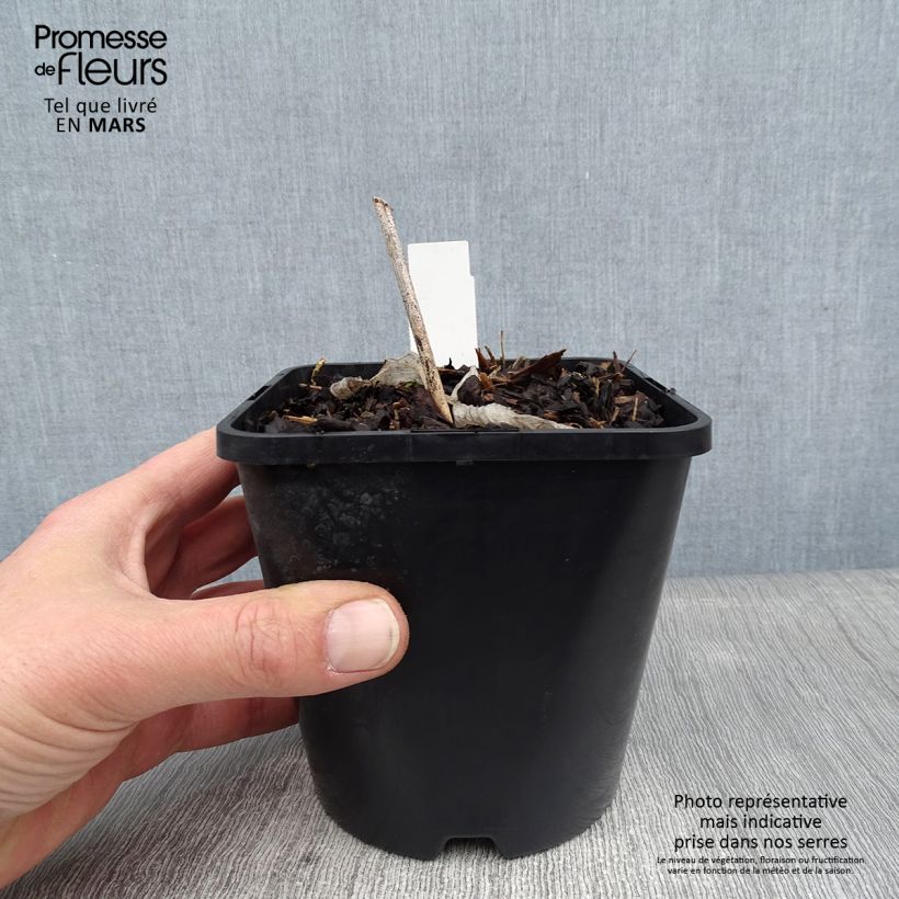 Example of Hosta Alligator Alley Pot van 1,5 l/2 l as you get in hiver