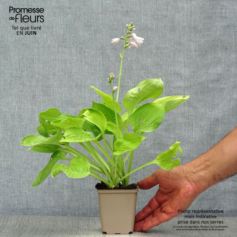 Exemplaar van Hosta August Moon - Hartlelie Kweekpotje van 8/9 cm zoals geleverd in de zomer