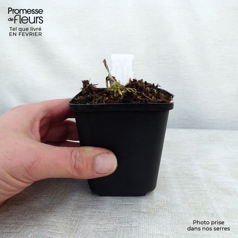 Example of Hosta August Moon Kweekpotje van 8/9 cm as you get in hiver