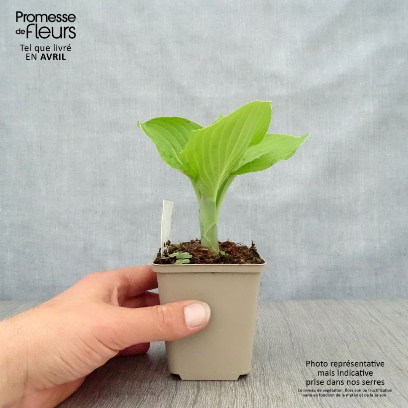 Exemplaar van Hosta August Moon - Hartlelie Kweekpotje van 8/9 cm zoals geleverd in de lente