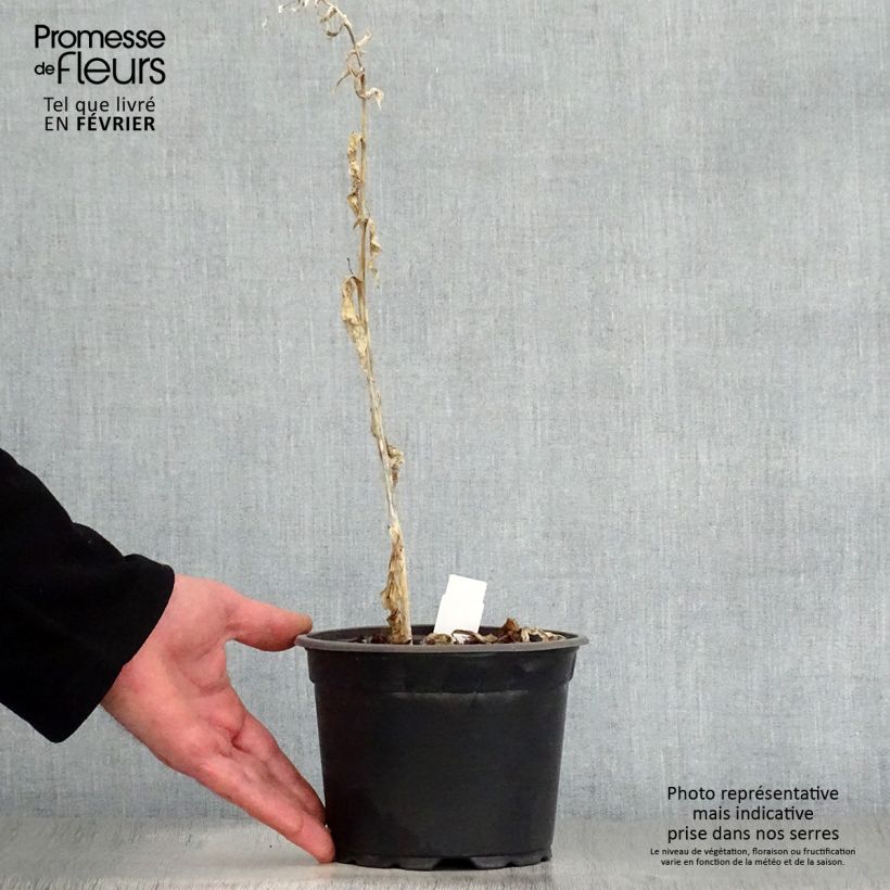 Example of Hosta August Moon Pot van 2 l/3 l as you get in hiver