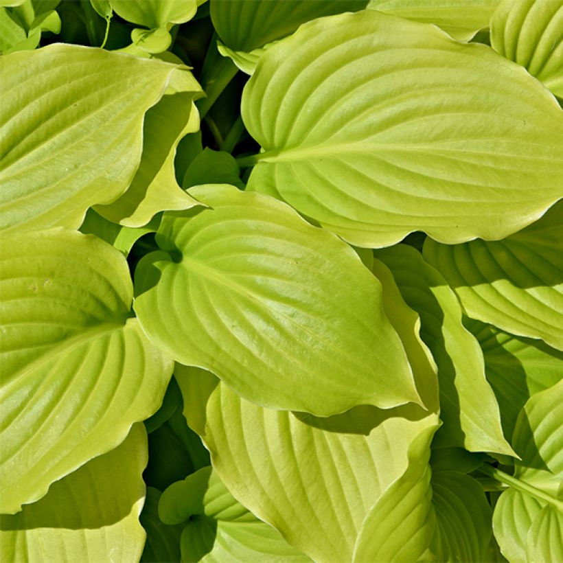 Hosta August Moon - Hartlelie (Foliage)