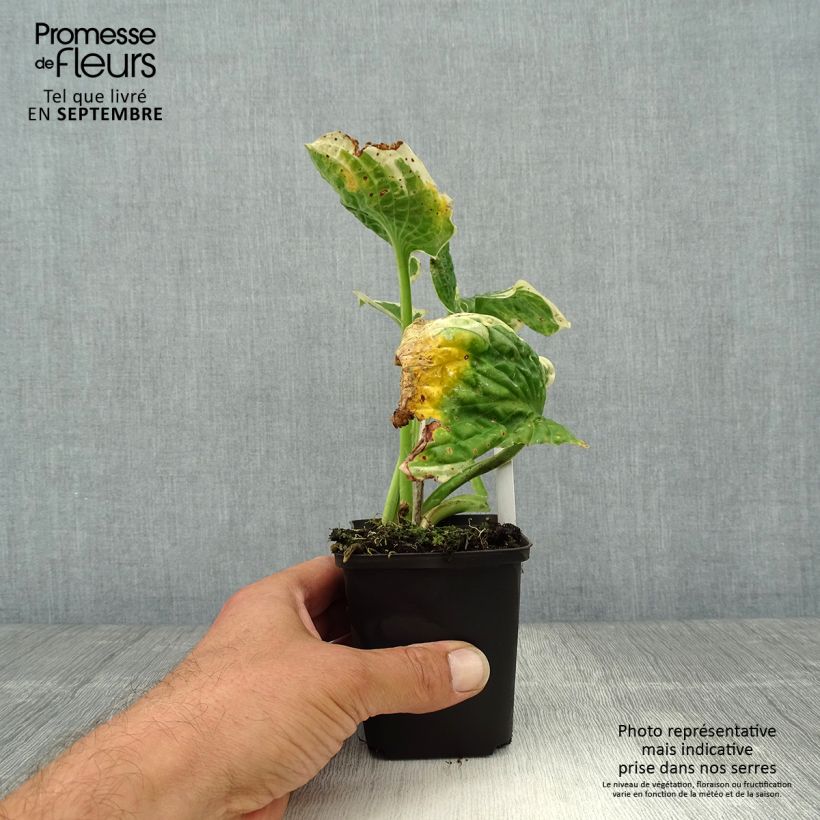 Exemplaar van Hosta Austin Dickinson - Hartlelie Kweekpotje van 8/9 cm zoals geleverd in de herfst