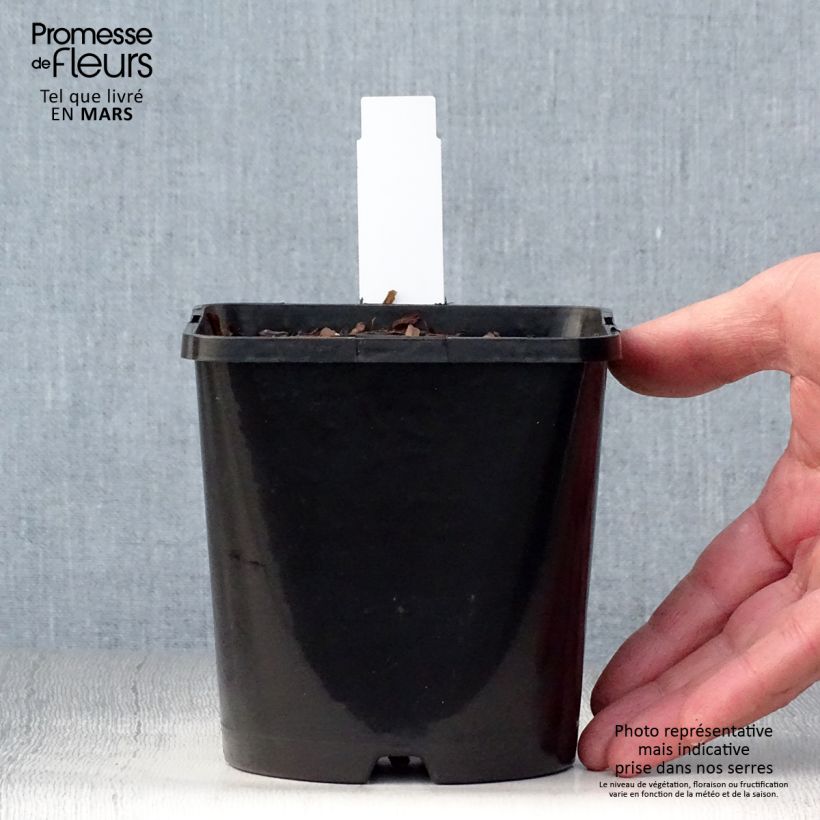 Exemplaar van Hosta Autumn Frost - Hartlelie Pot van 1,5 l/2 l zoals geleverd in de lente