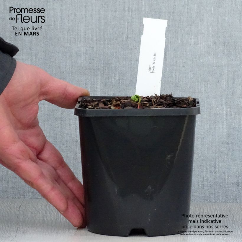 Exemplaar van Hosta Beach Boy - Hartlelie Pot van 1,5 l/2 l zoals geleverd in de lente