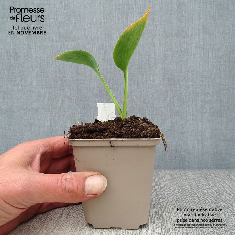 Exemplaar van Hosta Big Daddy - Hartlelie Kweekpotje van 8/9 cm zoals geleverd in de herfst