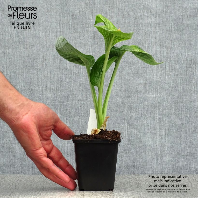 Exemplaar van Hosta Big Daddy - Hartlelie Kweekpotje van 8/9 cm zoals geleverd in de zomer