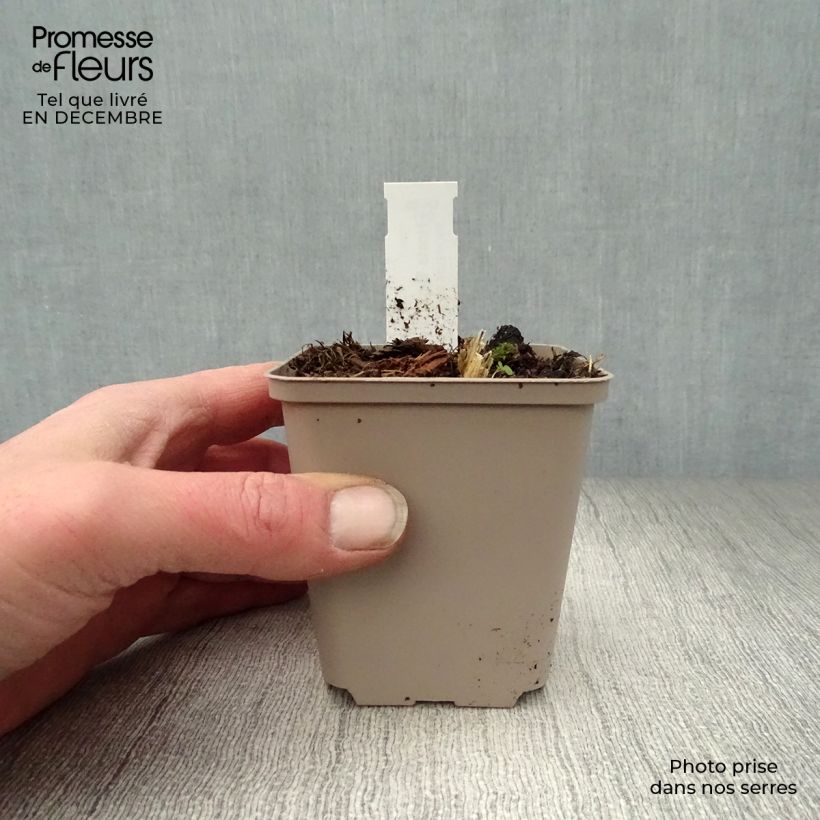 Example of Hosta Big Daddy - Hartlelie Kweekpotje van 8/9 cm as you get in hiver