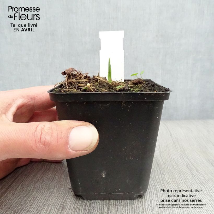 Exemplaar van Hosta Big Daddy - Hartlelie Kweekpotje van 8/9 cm zoals geleverd in de lente