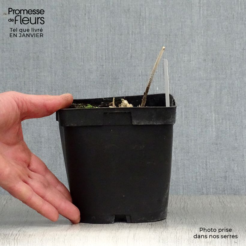 Example of Hosta Big Daddy - Hartlelie Pot van 2 l/3 l as you get in hiver