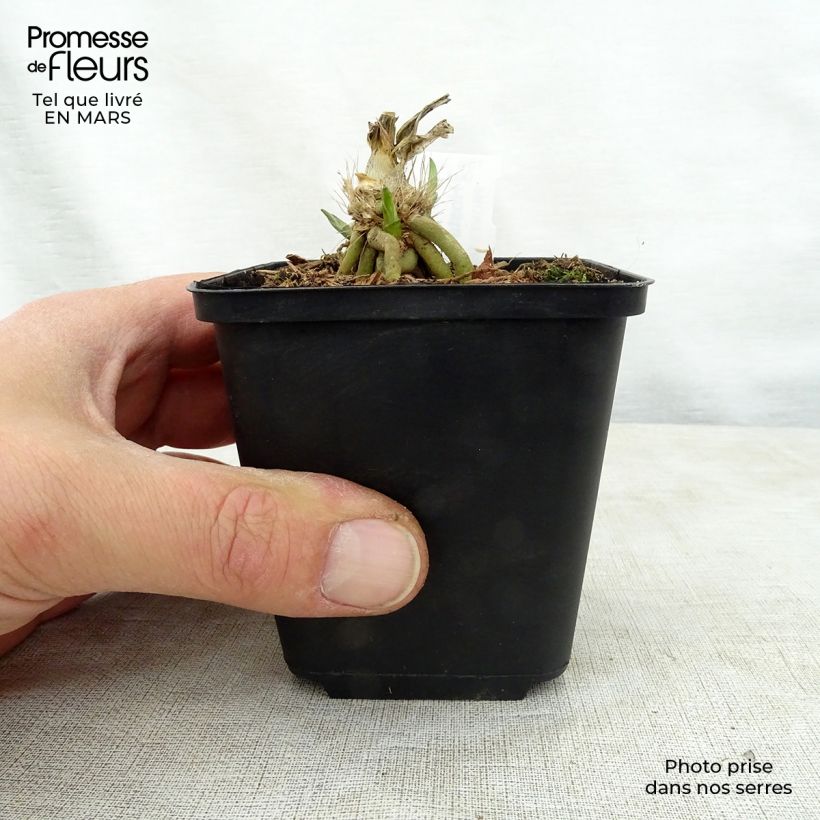 Exemplaar van Hosta Big Mama - Hartlelie Kweekpotje van 8/9 cm zoals geleverd in de lente