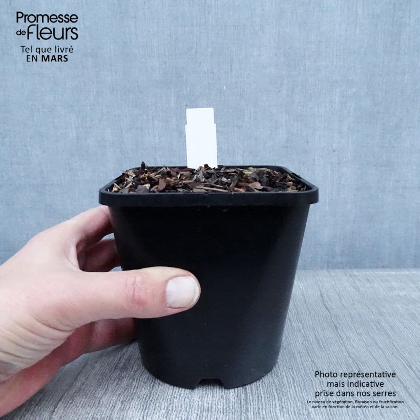 Example of Hosta Big Mama Pot van 1,5 l/2 l as you get in hiver