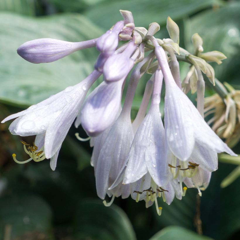 Hosta Blue Angel - Hartlelie (Flowering)