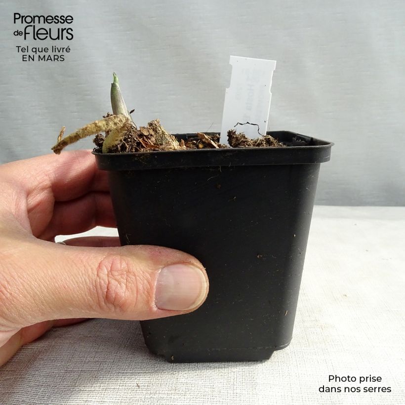 Example of Hosta Blue Angel Kweekpotje van 8/9 cm as you get in hiver