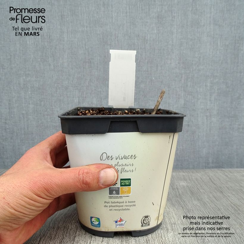 Example of Hosta Blue Angel Pot van 1,5 l/2 l as you get in hiver