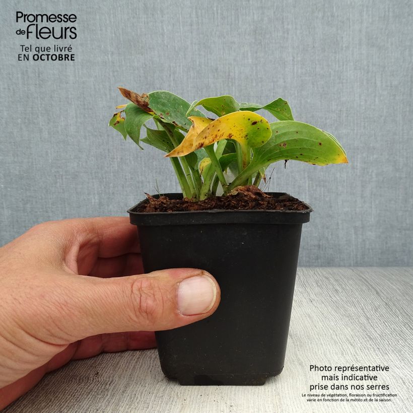 Exemplaar van Hosta Blue Cadet - Hartlelie Kweekpotje van 8/9 cm zoals geleverd in de herfst