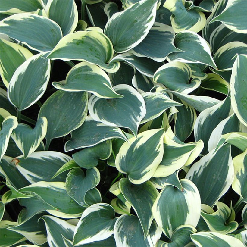 Hosta Blue Ivory - Hartlelie (Foliage)