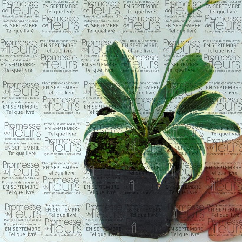 Example of Hosta Blue Ivory - Hosta moyen bleu et ivoire Kweekpotje van 8/9 cm as you get