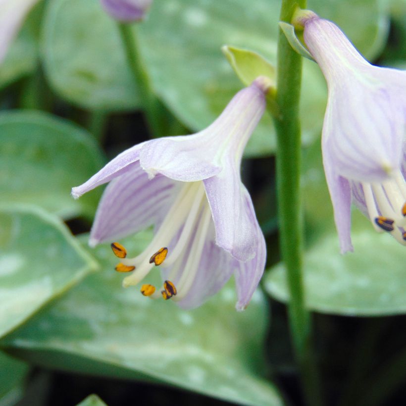 Hosta Blue Mouse Ears - Hartlelie (Bloei)